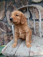 Butch, a male Golden Retriever for sale in Owen, WI – 1 of 4
