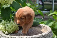 Hans, a male Golden Retriever for sale in Owen, WI – 7 of 7