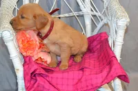 Bena, a female Golden Retriever for sale in Owen, WI – 4 of 5