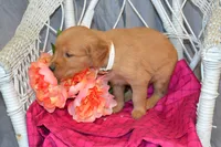 Bella, a female Golden Retriever for sale in Owen, WI – 1 of 5