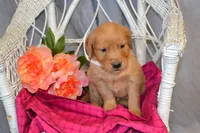 Bella, a female Golden Retriever for sale in Owen, WI – 4 of 5
