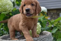 Hugo, a male Golden Retriever for sale in Owen, WI – 5 of 6