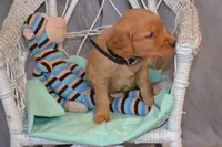 Bruno, a male Golden Retriever for sale in Owen, WI – 5 of 5