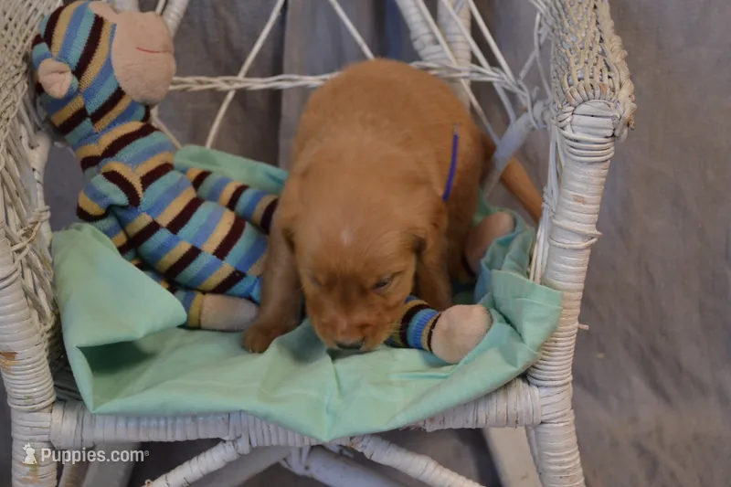 Bowser – Golden Retriever puppy for sale in Owen, WI