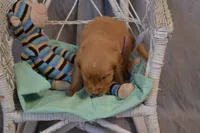 Bowser, a male Golden Retriever for sale in Owen, WI – 1 of 5
