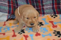 Marsha, a female Golden Retriever for sale in Owen, WI – 2 of 4