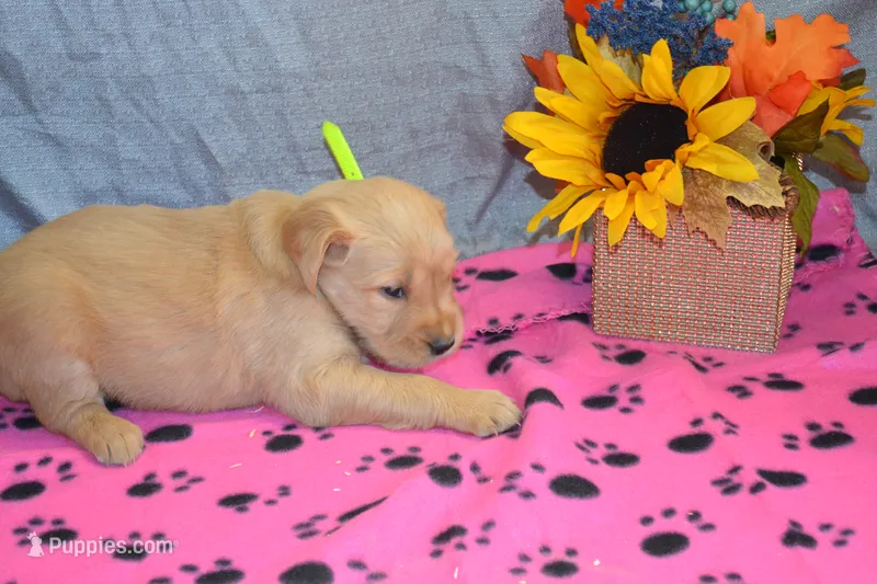 Morning – Golden Retriever puppy for sale in Owen, WI
