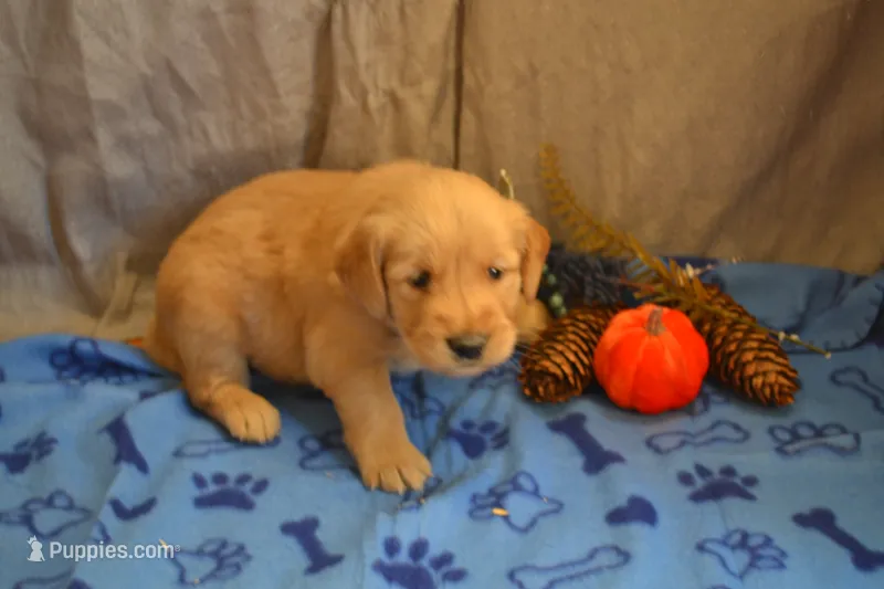 Milo – Golden Retriever puppy on hold in Owen, WI