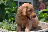 Homer, a male Golden Retriever for sale in Owen, WI – 3 of 7