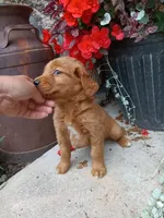 Babe, a female Golden Retriever for sale in Owen, WI – 2 of 4