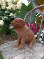 Hailey, a female Golden Retriever for sale in Owen, WI – 3 of 5