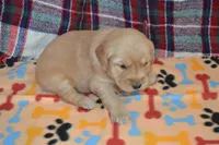 Morgan, a female Golden Retriever for sale in Owen, WI – 3 of 4