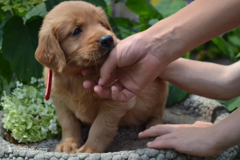 Hank – Golden Retriever puppy for sale in Owen, WI