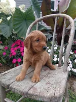 Harper, a female Golden Retriever for sale in Owen, WI – 5 of 6