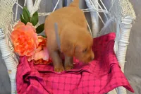Bonnie, a female Golden Retriever for sale in Owen, WI – 2 of 5