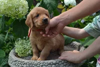 Hank, a male Golden Retriever for sale in Owen, WI – 6 of 8