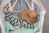 Bowser, a male Golden Retriever for sale in Owen, WI – 5 of 5