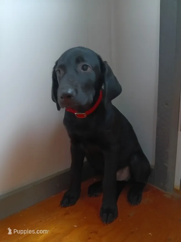 Red collar – Labrador Retriever puppy for sale in Owen, WI