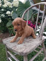 Harper, a female Golden Retriever for sale in Owen, WI – 4 of 6