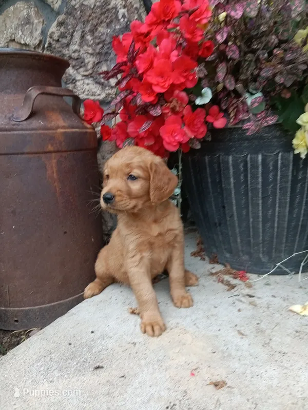 Bindi – Golden Retriever puppy for sale in Owen, WI