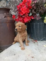 Bindi, a female Golden Retriever for sale in Owen, WI – 1 of 4