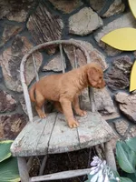 Biff, a male Golden Retriever for sale in Owen, WI – 3 of 4