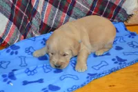 Max, a male Golden Retriever for sale in Owen, WI – 3 of 4