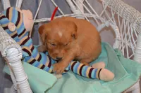 Buster, a male Golden Retriever for sale in Owen, WI – 4 of 6