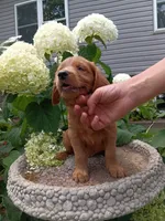 Howie, a male Golden Retriever for sale in Owen, WI – 5 of 6