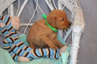 Boxer, a male Golden Retriever for sale in Owen, WI – 2 of 5