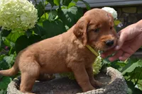 Hugo, a male Golden Retriever for sale in Owen, WI – 4 of 6