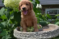 Harley, a male Golden Retriever for sale in Owen, WI – 5 of 7