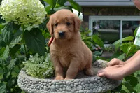 Hank, a male Golden Retriever for sale in Owen, WI – 5 of 8