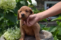 Hans, a male Golden Retriever for sale in Owen, WI – 4 of 7