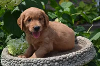 Homer, a male Golden Retriever for sale in Owen, WI – 5 of 7
