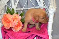Bubbles, a female Golden Retriever for sale in Owen, WI – 2 of 5