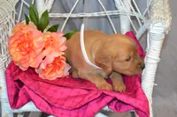Bella, a female Golden Retriever for sale in Owen, WI – 3 of 5