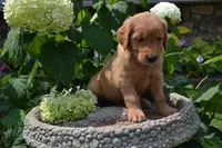 Harry, a male Golden Retriever for sale in Owen, WI – 4 of 7