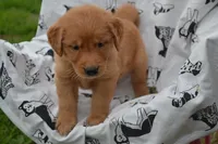 Rylee red collar, a female Golden Retriever for sale in Owen, WI – 1 of 2
