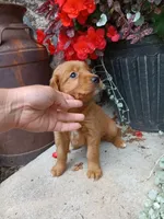 Babe, a female Golden Retriever for sale in Owen, WI – 3 of 4