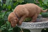 Hans, a male Golden Retriever for sale in Owen, WI – 2 of 7