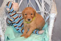 Benjie, a male Golden Retriever for sale in Owen, WI – 4 of 5