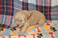 Morgan, a female Golden Retriever for sale in Owen, WI – 4 of 4