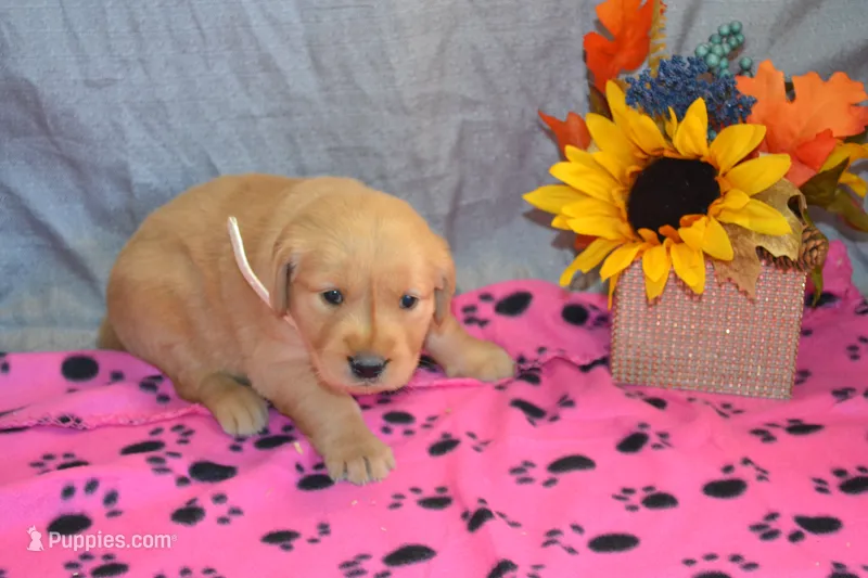 Marsha – Golden Retriever puppy for sale in Owen, WI