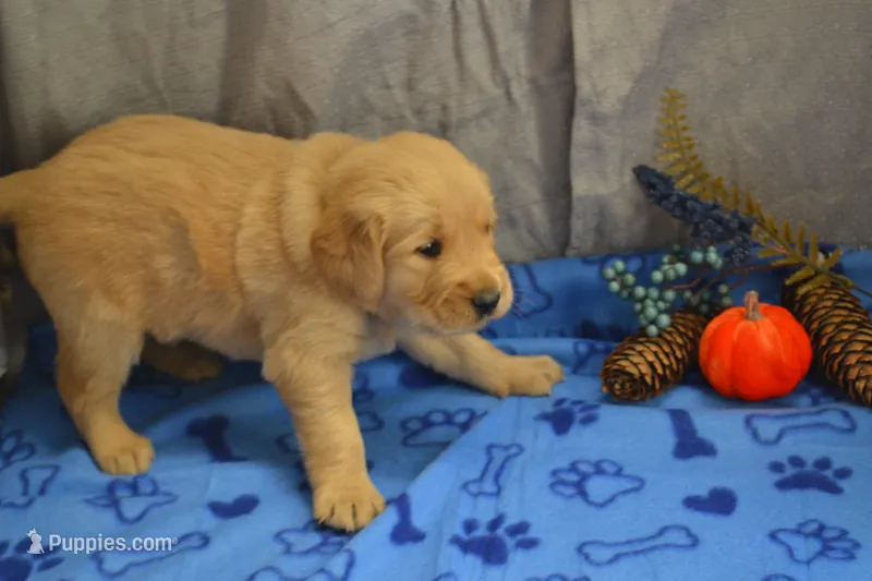 Max – Golden Retriever puppy for sale in Owen, WI