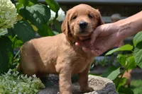 Homer, a male Golden Retriever for sale in Owen, WI – 2 of 7
