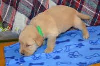 Mason, a male Golden Retriever for sale in Owen, WI – 3 of 4