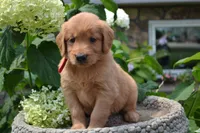 Hank, a male Golden Retriever for sale in Owen, WI – 4 of 8