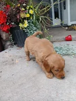 Beauty, a female Golden Retriever for sale in Owen, WI – 2 of 5