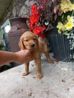 Beauty, a female Golden Retriever for sale in Owen, WI – 1 of 5